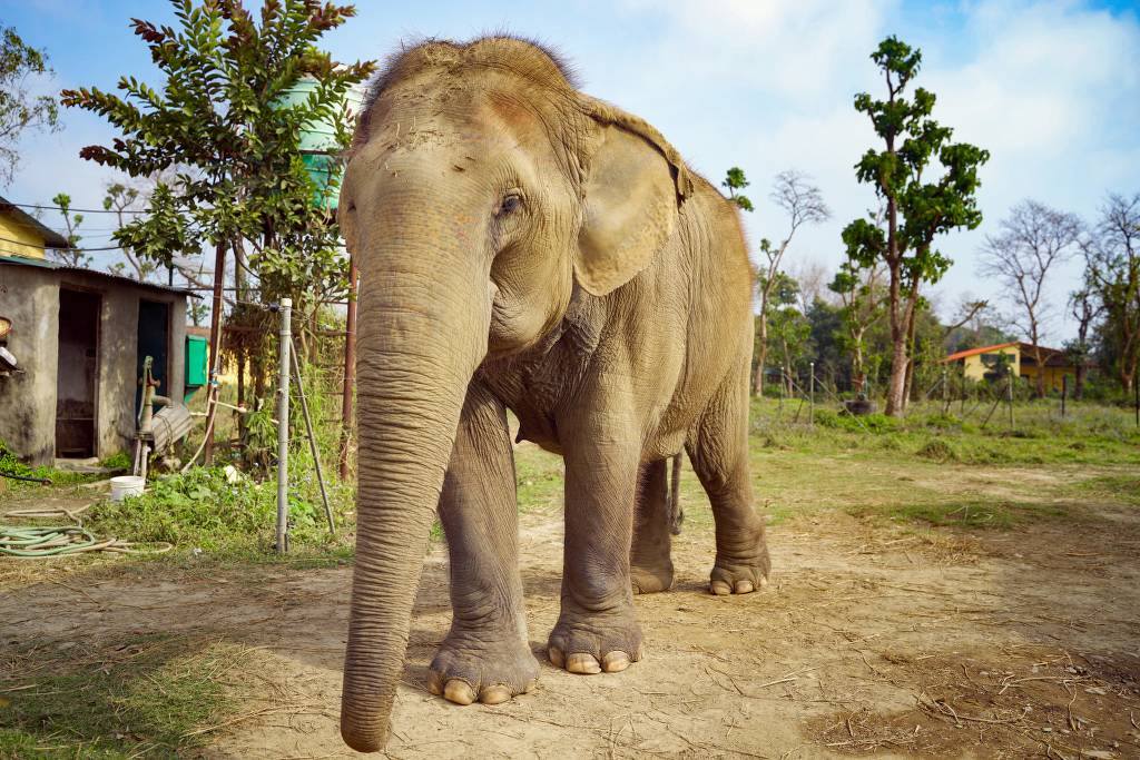 Ethical elephant care and natural habitat at Sapana Village Lodge